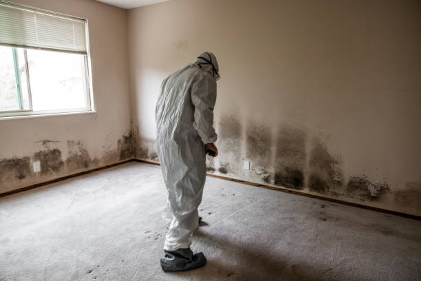 Mold Testing and Removal in Biloxi, MS