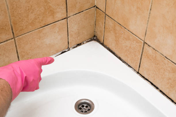 Office Mold Removal Services in Biloxi, MS